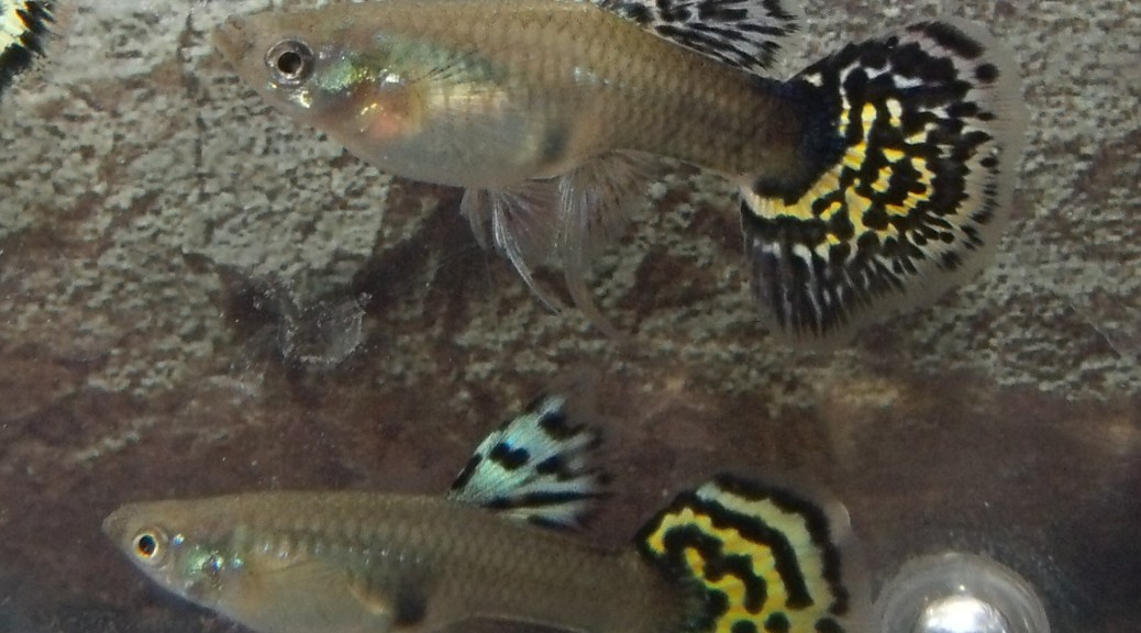 Ribbon Halfmoon guppy